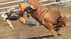 Professional Bull Riding